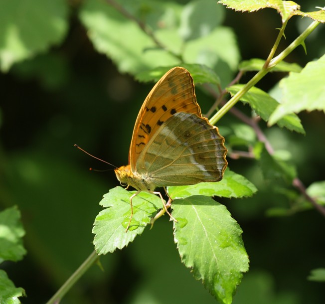 Argynnis paphia femmina? - S